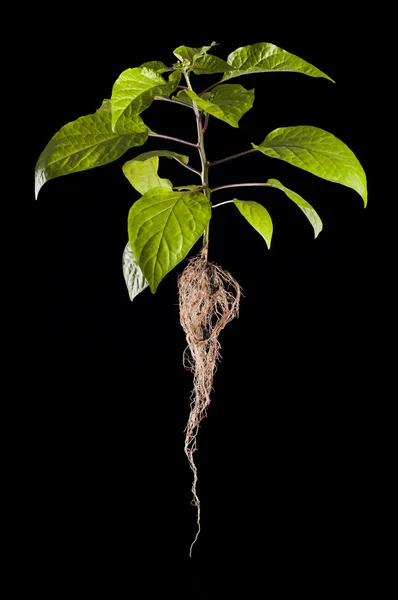 Pianta di habanero pepe intero con radici Fotografia Stock