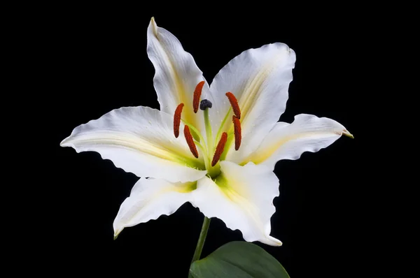 White lily flower — Stock Photo, Image