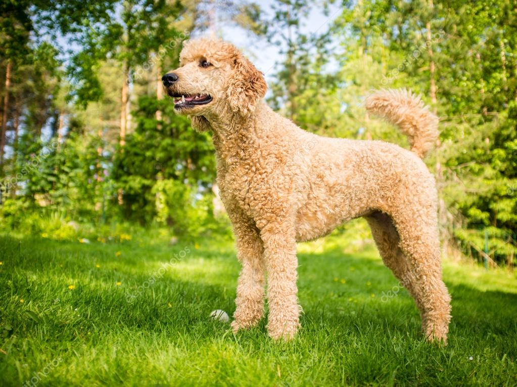 Standard Poodle in the Summer — Stock Photo © ttretjakov 39706499
