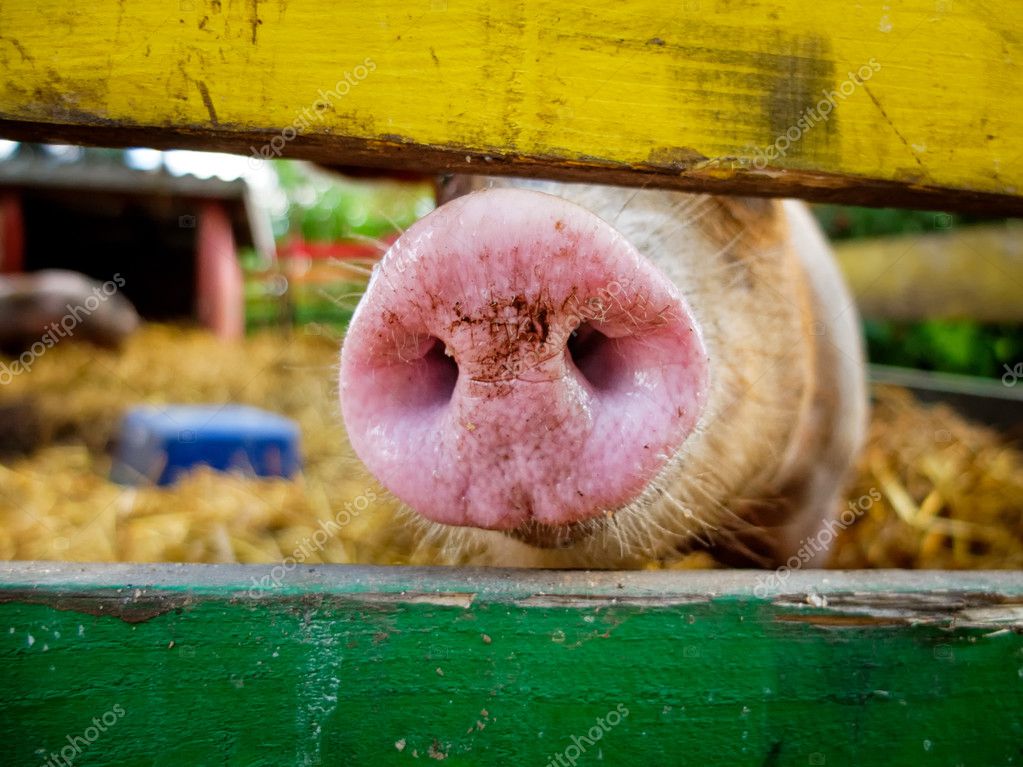 Comment S'appelle Le Nez Du Cochon Pig's Nose — Stock Photo © ttretjakov #50874557