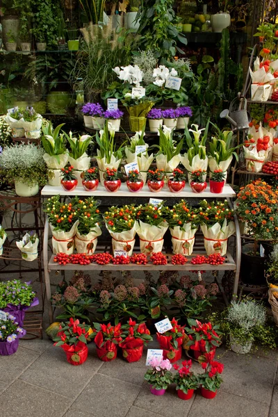 Bloemen op de markt — Stockfoto