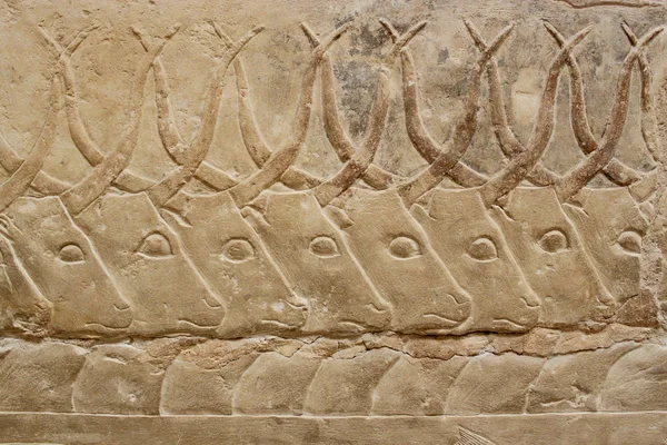 Starożytnych egipskich ryciny przedstawiające byków na ścianie mastab — Zdjęcie stockowe