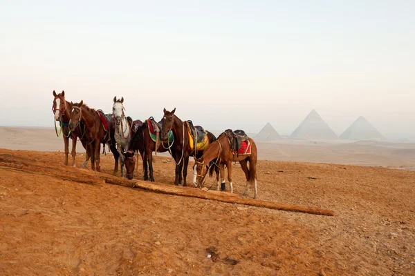 Horses in desert near pyramids in Giza — Stock Photo, Image