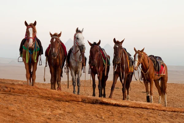 Horses in desert near pyramids in Giza — Stock Photo, Image