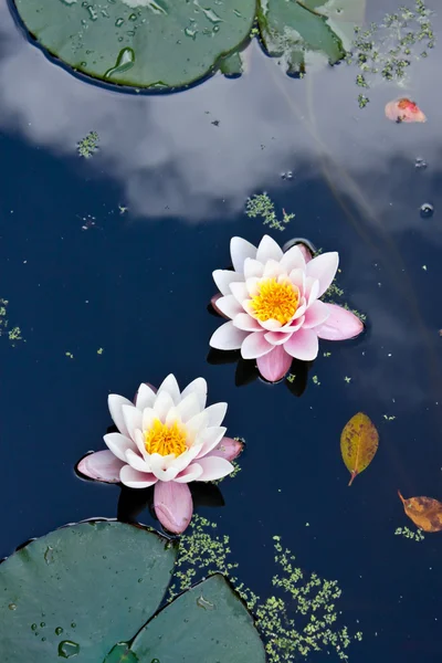 Two water lilies in a pond Stock Photo