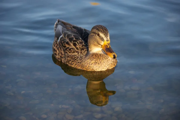 Mallard duck swimming — Stock Photo, Image