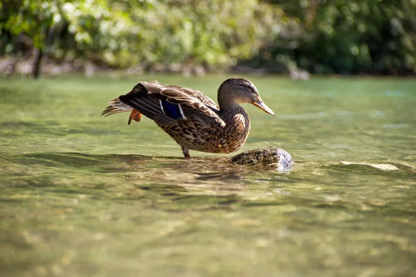 Stretching ducks — Stock Photo, Image