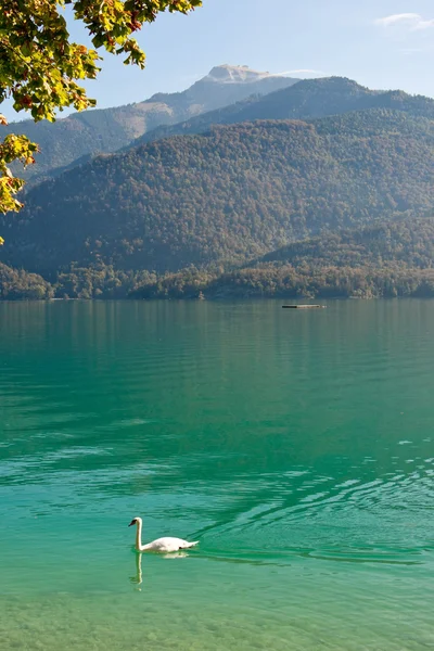 Cisne en Wolfgangsee — Foto de Stock