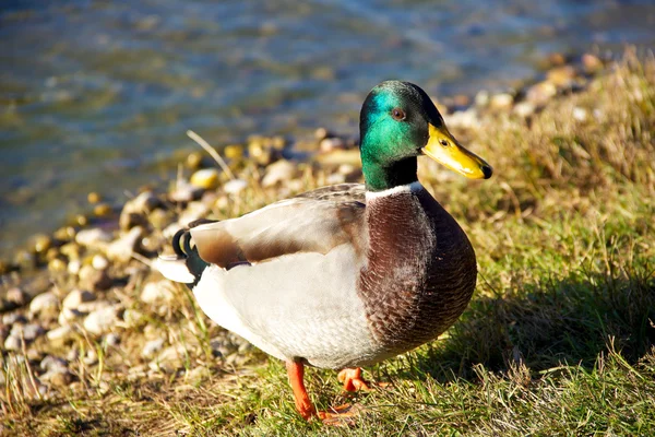 Mallard bebek — Stok Foto