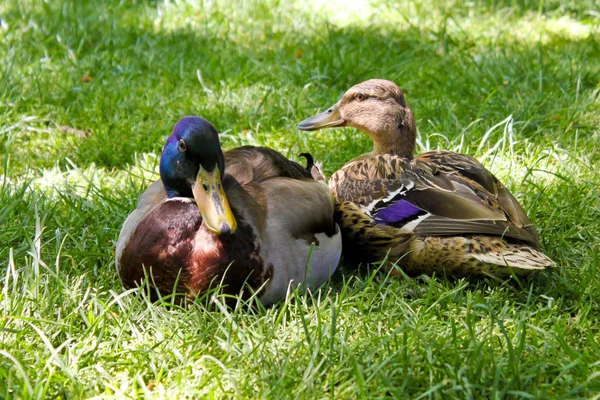 A couple of mallard ducks — Stock Photo, Image