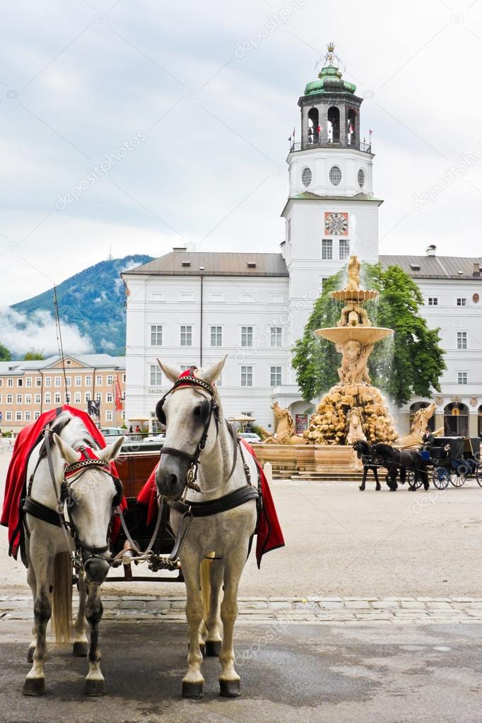 elegant horses in Salzburg