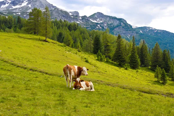 Cows on an alpine meadow — Stock Photo, Image