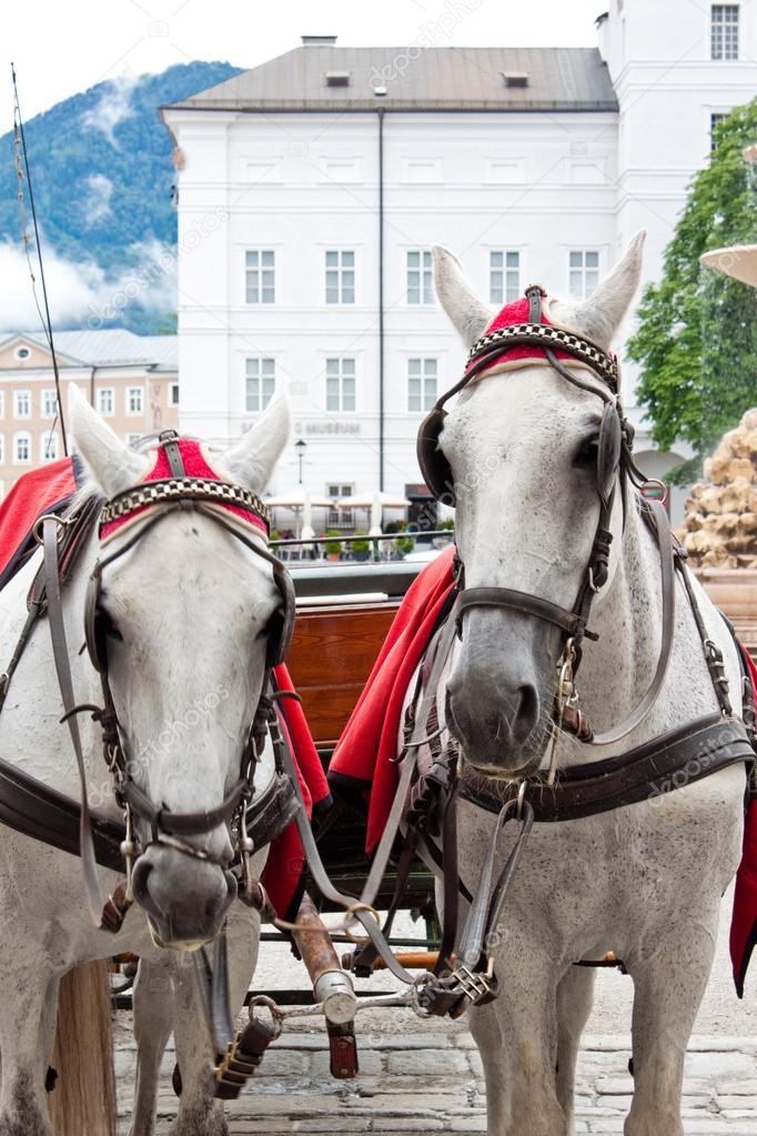 Elegant horses on city square
