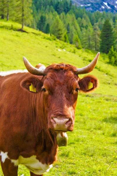 Cow on an alpine meadow — Stock Photo, Image