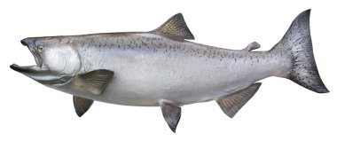 büyük chinook veya Kral somon üzerinde beyaz izole