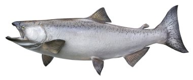 Big chinook or king salmon isolated on white clipart