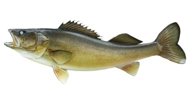 Big walleye isolated on a white background clipart
