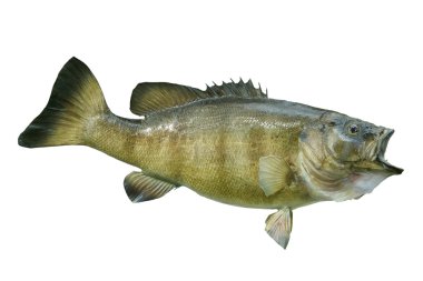 Beyaz bir arka plan üzerinde izole Smallmouth bas