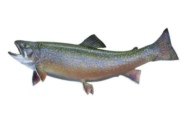 Nakrapiane lub na białym tle brook trout — Zdjęcie stockowe