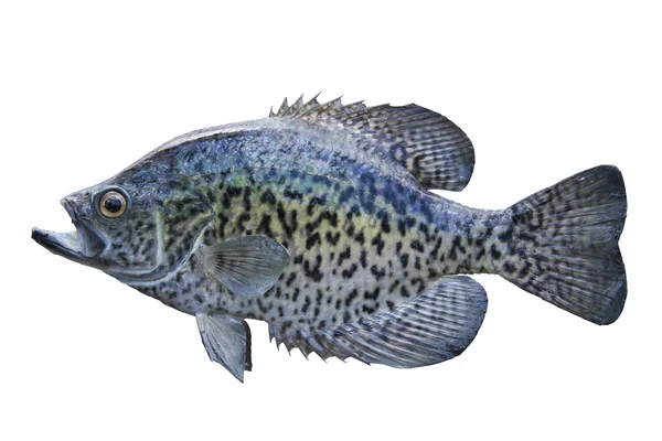 Um tipo de peixe preto isolado no branco — Fotografia de Stock
