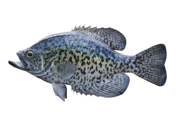 siyah üzerine beyaz izole crappie