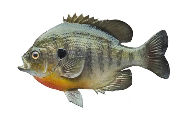 Bluegill sunfish isolerad på vit bakgrund — Stockfoto