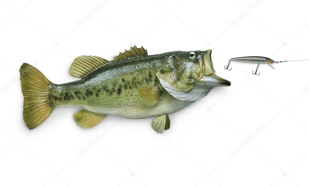 Largemouth bass chasing lure isolated on white background