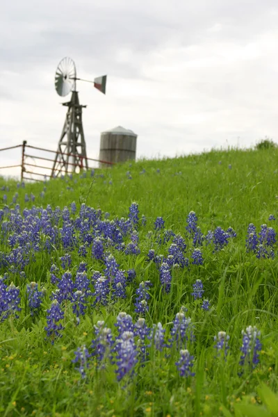 Texas fırıldak yamaca bluebonnets ile