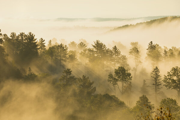 Misty hillside with pines and aspens in morning light