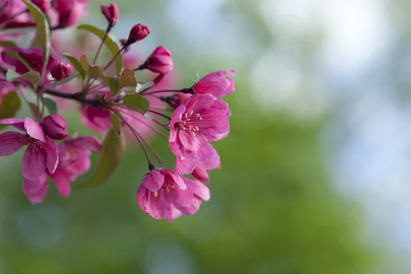 Flores de maçã de caranguejo rosa no fundo desfocado — Fotografia de Stock