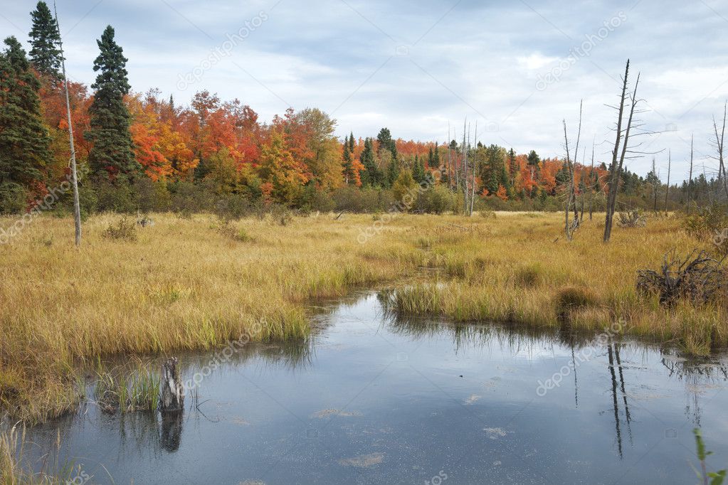 Marsh and trees with autumn color in northern Minnesota