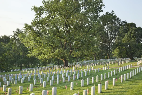 Gravestones below beautiful tree in Arlington National Cemetery — Stock Photo, Image