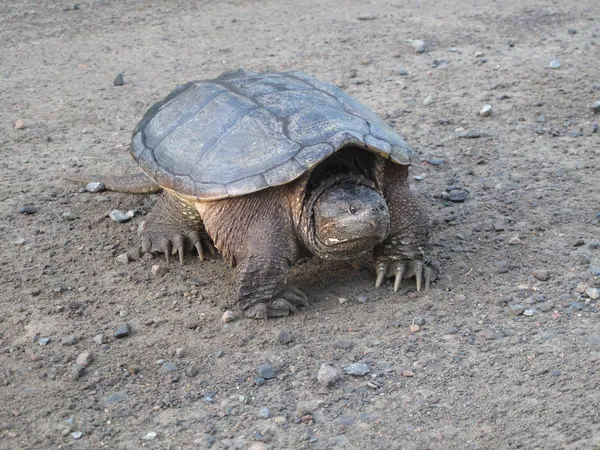Обычная черепаха, идущая по грунтовой дороге — стоковое фото