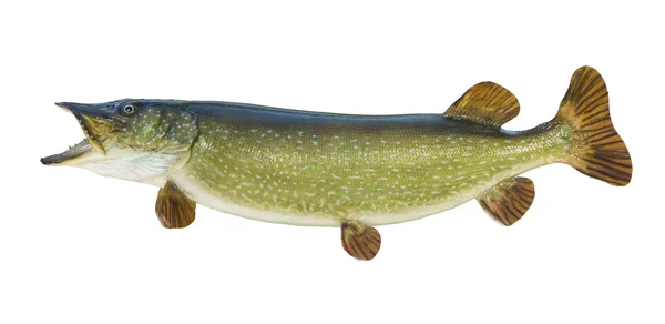 Kuzey pike üzerine beyaz izole