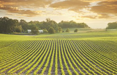 soya alan sundown at