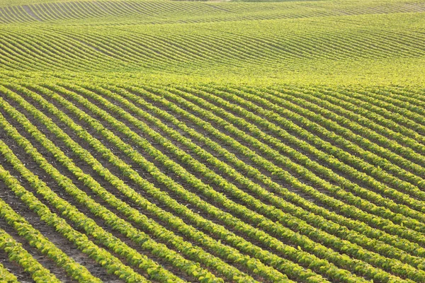 Rows of young soybeans in afternoon sunlight — Stock Photo, Image