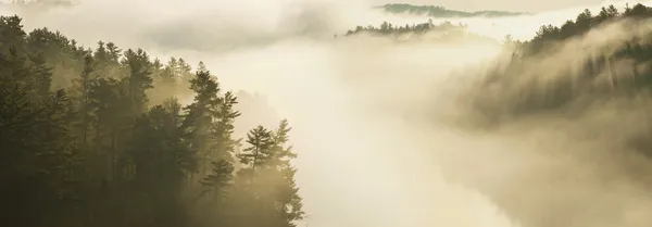 Misty határ vizek-tó és a fenyők panoráma — Stock Fotó