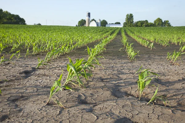 Maisfeld mit Wasserschaden — Stockfoto