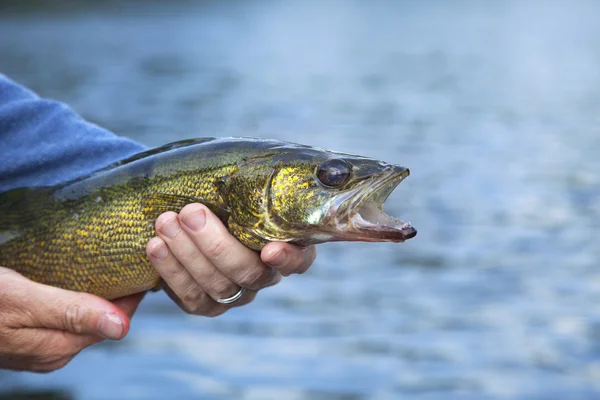 Walleye zblízka, držení rybář — Stock fotografie