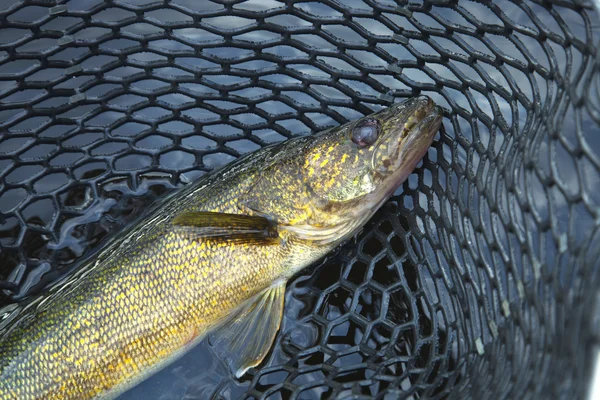 Από κοντά shot της ωραίο walleye σε ένα δίχτυ αλιείας — Stockfoto