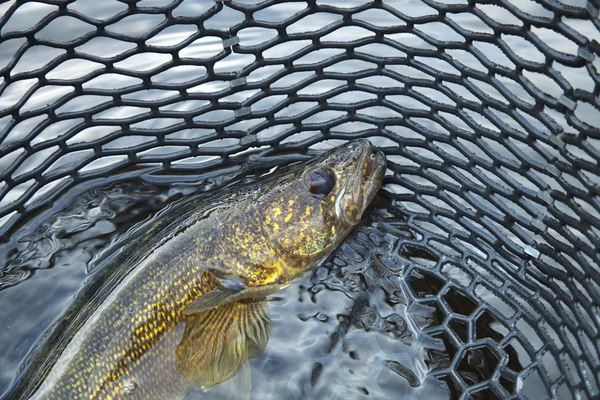Close up of a nice walleye in the net — Stock Photo, Image
