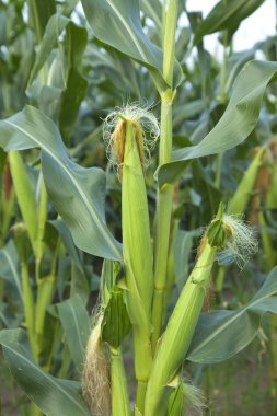 Close up of young ears of corn with silk tassels clipart