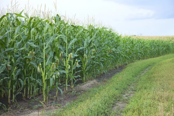 Rand eines Maisfeldes im Mittleren Westen — Stockfoto