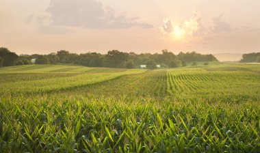 Güneş altında midwestern mısır tarlası