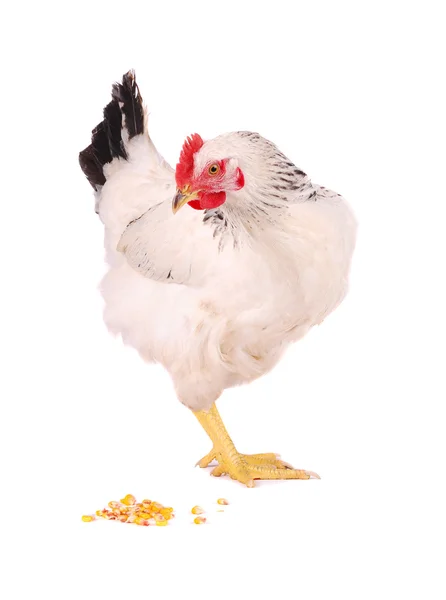 White hen on white. — Stock Photo, Image