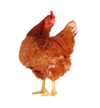 Hen isolated on white. clipart
