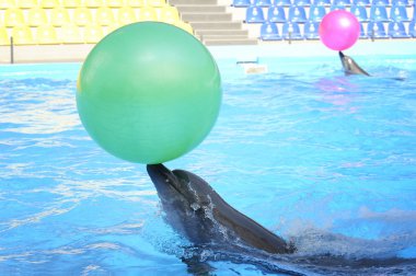Dolphinarium içinde oynayan yunuslar.