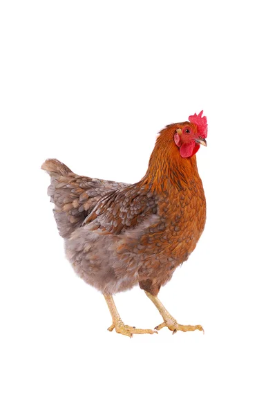 Poule isolée sur blanc . — Photo