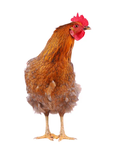 Gallina isolata su bianco . — Foto Stock