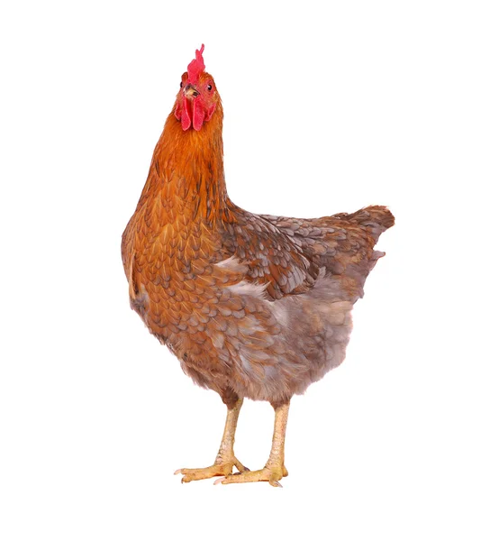 Gallina isolata su bianco . — Foto Stock